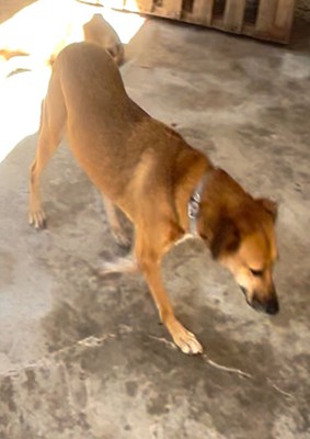 Criollo
